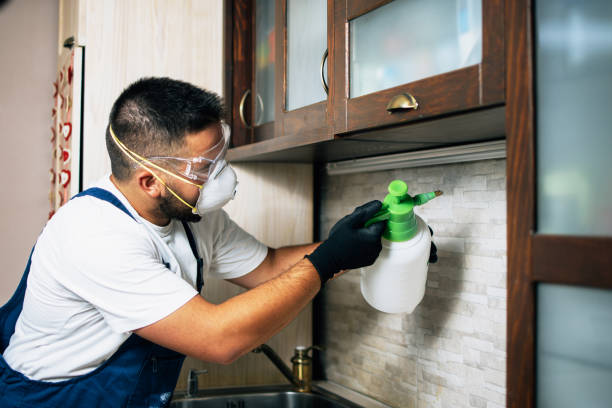 Flea Control Services in Riverview, MO