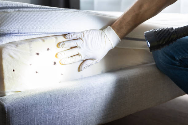 Best Rat Extermination Near Me  in Riverview, MO