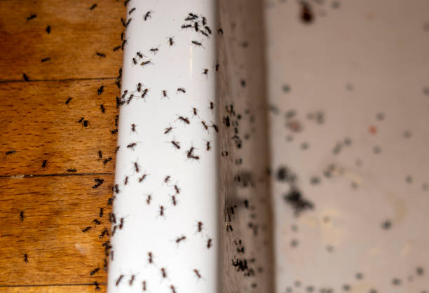 Best Cockroach Control Services  in Riverview, MO